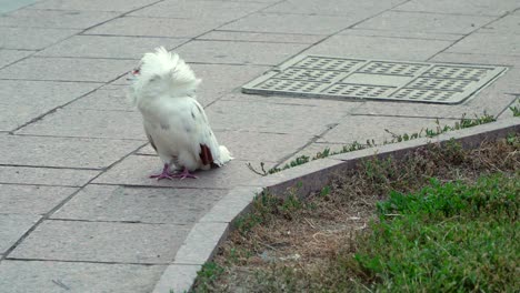 parikova dove jacobin, curly pigeons.