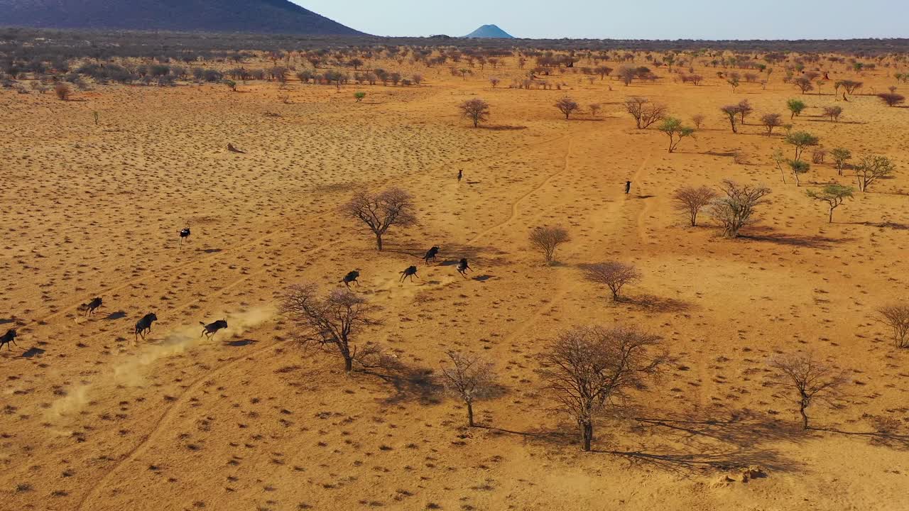 excelente antena de dron de ñu negro corriendo en las llanuras de áfrica desierto de namib namibia 1