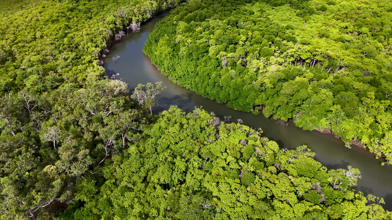 Drone footage captures a vibrant green rainforest surrounding a winding river under bright daylight