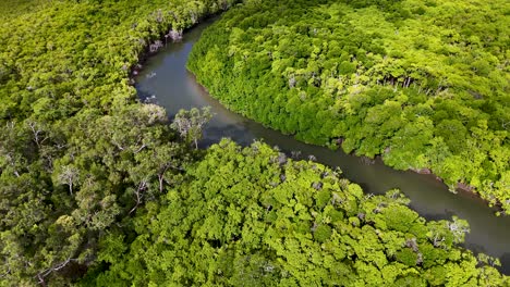 drone footage captures a vibrant green rainforest surrounding a winding river under bright daylight