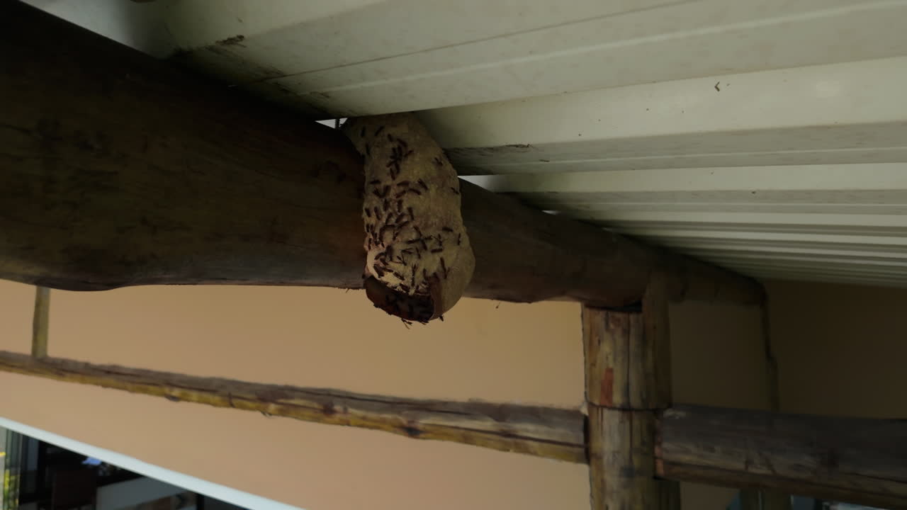 Nido di vespe attivo sotto la grondaia del tetto coperto di insetti, primo piano