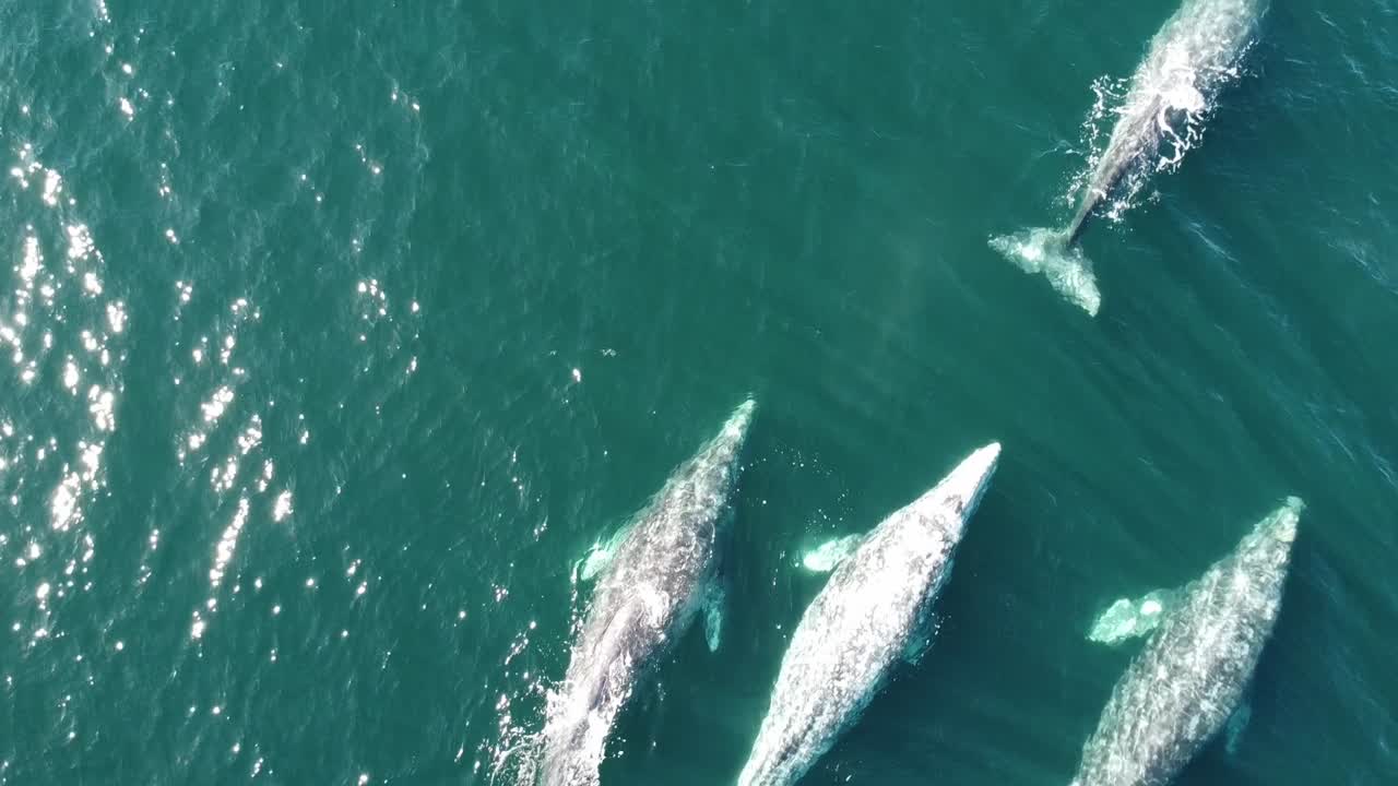 Grey whales swimming in the blue waters of baja california sur, mexico, aerial view