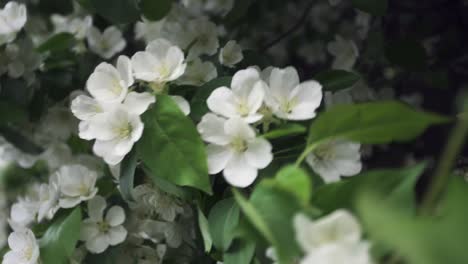 white flowers in bloom