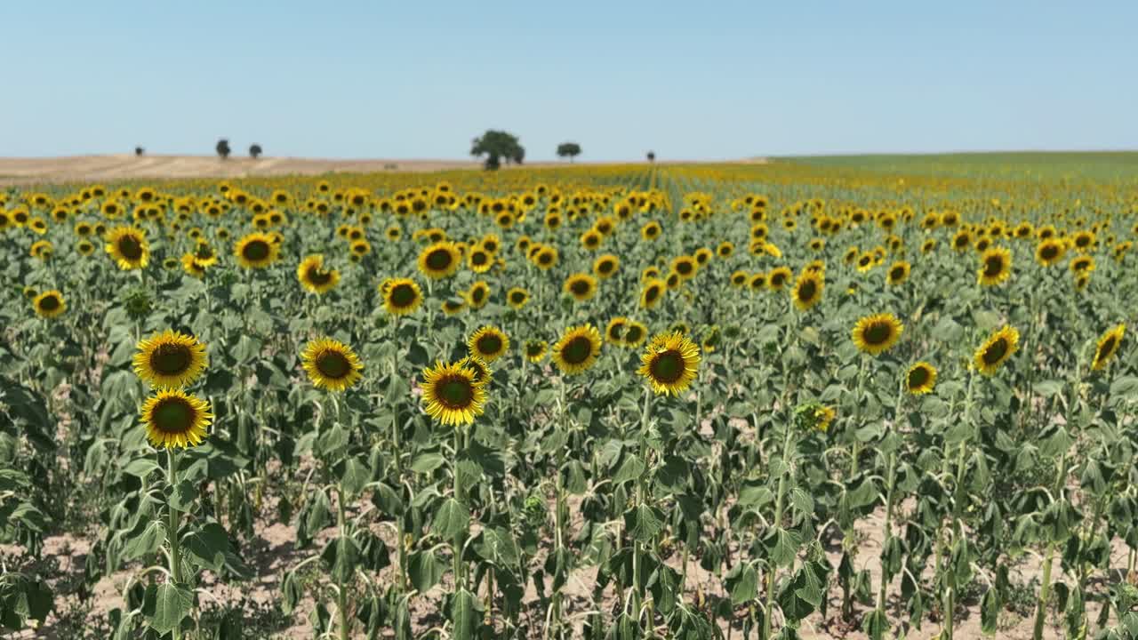 подсолнечное поле в солнечную погоду