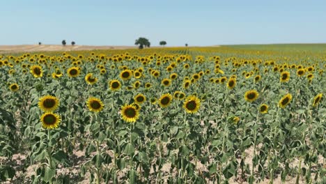 Sonnenblumenfeld-Bei-Sonnigem-Wetter