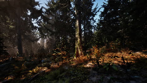 Autumn-pine-forest-on-a-foggy-morning