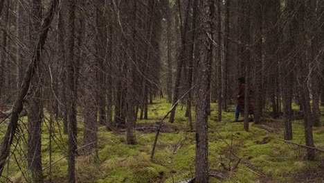 Girl-in-a-orange-jacket-walks-through-a-thick-forest-of-pine-and-larch-trees-and-green-moss-in-the-fall