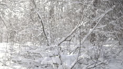 Winterlandschaft-Bei-Schneefall.-Abstrakter-Hintergrund-Für-Winterweihnachten-In-Superzeitlupe.