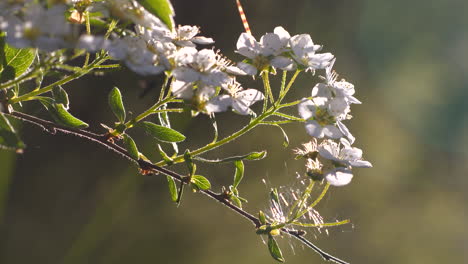 beautiful white lilac flower branch