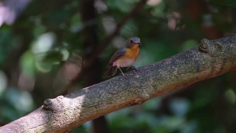 Seen-perched-on-a-large-branch-while-the-camera-tilts-upwards,-Hill-Blue-Flycatcher-Cyornis-whitei,-Thailand