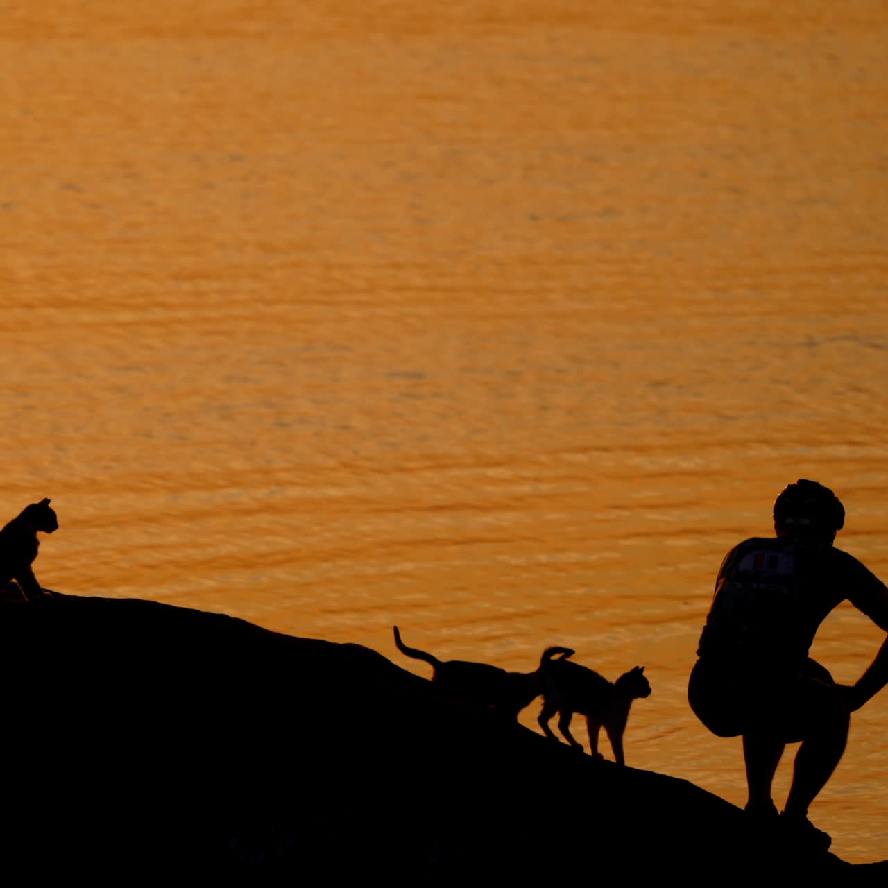 Silhouette of cats, bike and man in helmet at sunset near the river. Cyclist sitting at the river and cats walking near him outdoors at night.