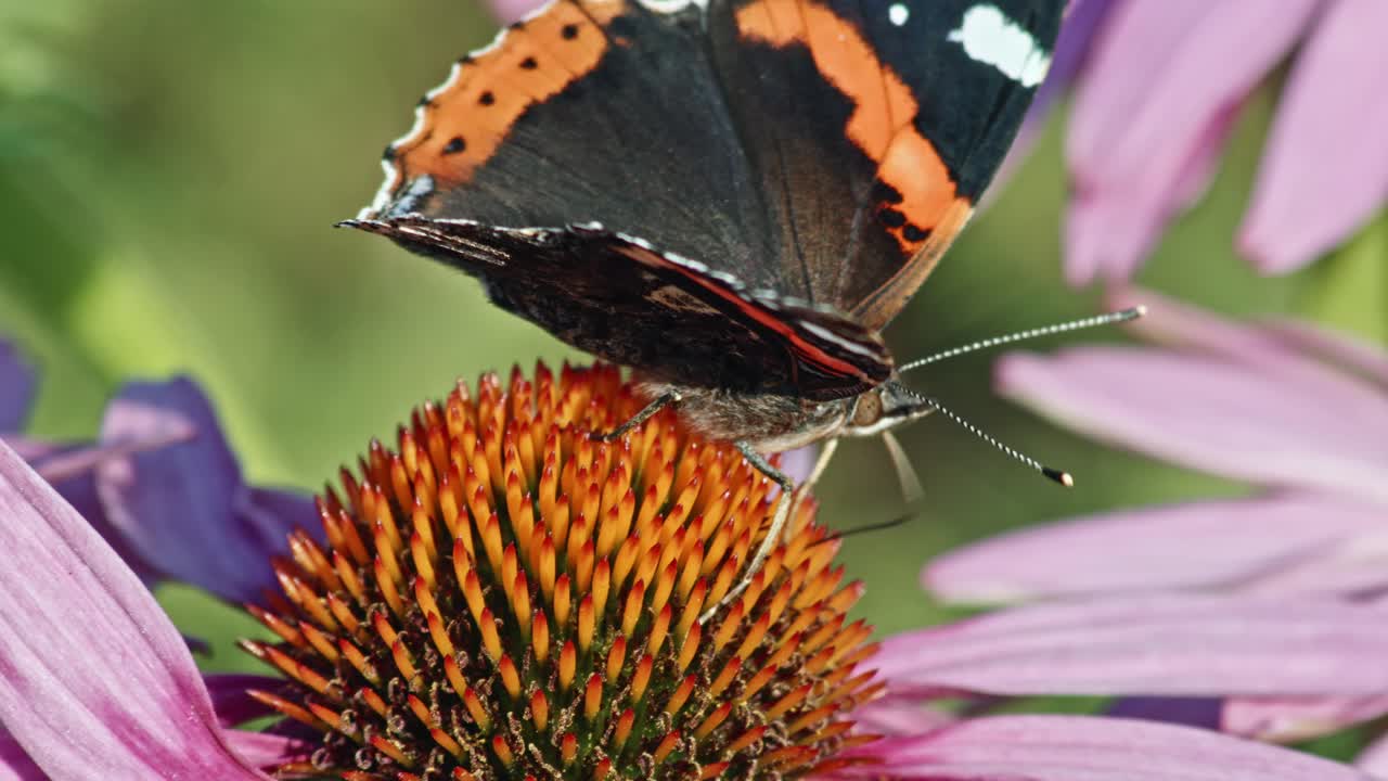 Ammiraglio rosso posato e che si nutre di nettare su echinacea purpurea in giardino - macro