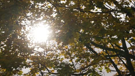 Sun-shimmers-through-the-branches-of-the-trees-in-the-forest