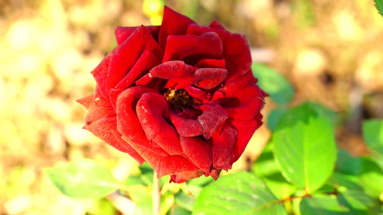 flor en el jardín brilló al sol-33