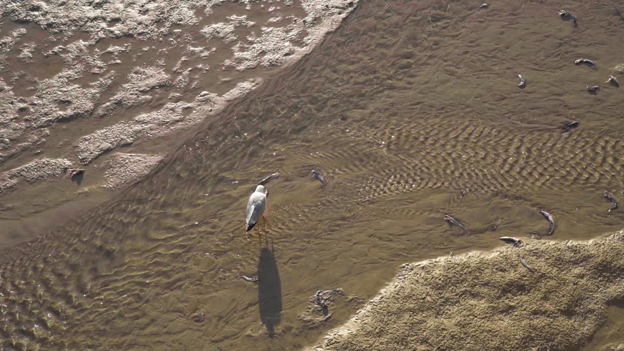 gaviotas alimentándose de las aguas poco profundas que fluyen en la orilla arenosa de st ives, cornwall, inglaterra, reino unido.