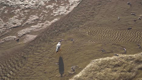 Seagulls-Feeding-On-The-Shallow-Water-Flowing-On-The-Sandy-Shore-In-St-Ives,-Cornwall,-England,-UK