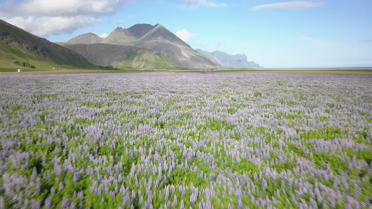산과 함께 아이슬란드 루핀 필드