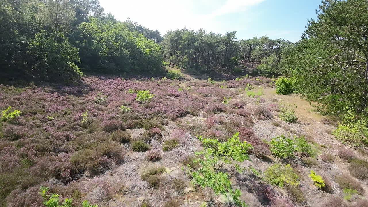 ⁇ 은 여름 날 에 유럽 숲 의 광야 에서 fpv 공중 다이빙