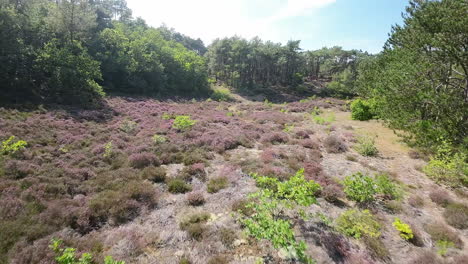 FPV-aerial-dive-on-a-clearing-in-a-Europe-forest-on-a-sunny-summer-day