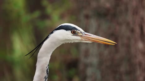 grey herons feathers waving in the wind in the forest of copenhagen