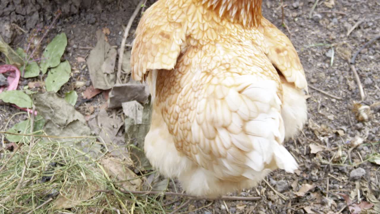 Chicken foraging in a backyard garden nature outdoor close-up rural lifestyle