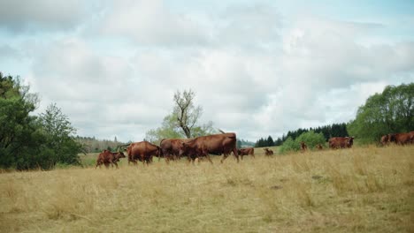 Braune-Kühe-Auf-Abschüssigem-Grund-Stehen-Herum-Und-Grasen