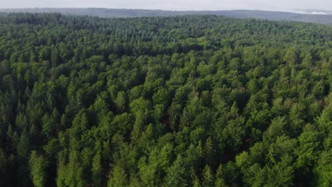 Szenische-Luftdrohne-4K-Aufnahmen-Der-Baumwipfel-Von-Oben-Eines-Riesigen-Waldes-In-Deutschland