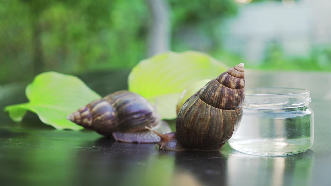 Two snails crawl to each other. Achatina Snail. Home cosmetologist.