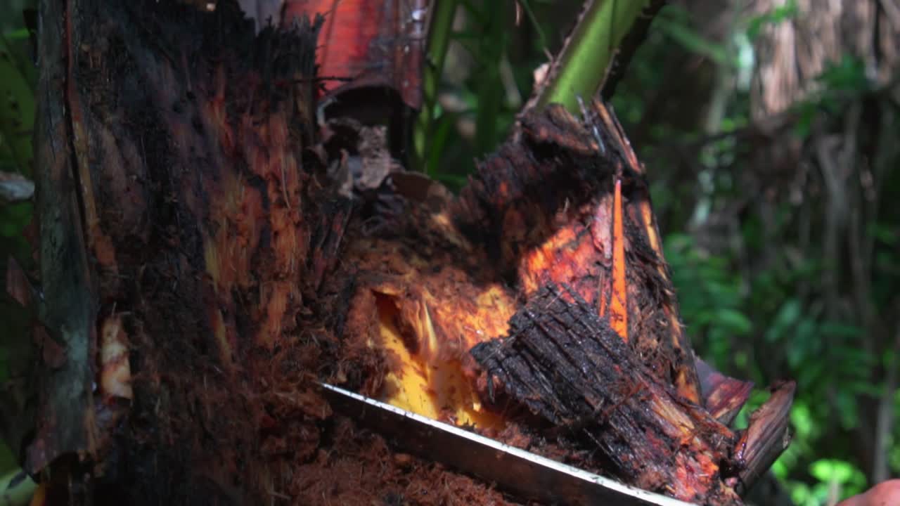 Local cutting down the infected coconut tree with chopper to find coconut worm