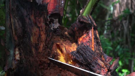 local cutting down the infected coconut tree with chopper to find coconut worm