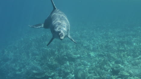 delfín en el arrecife de coral del mar rojo de egipto 4k