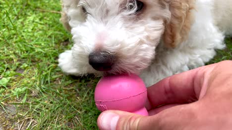 Persona-Alimentando-A-Un-Dulce-Perro-Joven-Con-Golosinas-Al-Aire-Libre-En-El-Jardín