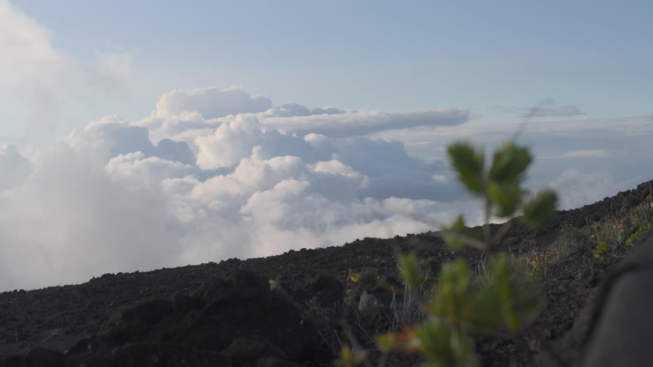 Sunset over Haleakala summit on Maui, Hawaii, casting warm pink and orange hues above low clouds with plant in foregrounds
