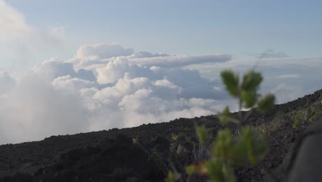 sunset over haleakala summit on maui, hawaii, casting warm pink and orange hues above low clouds with plant in foregrounds