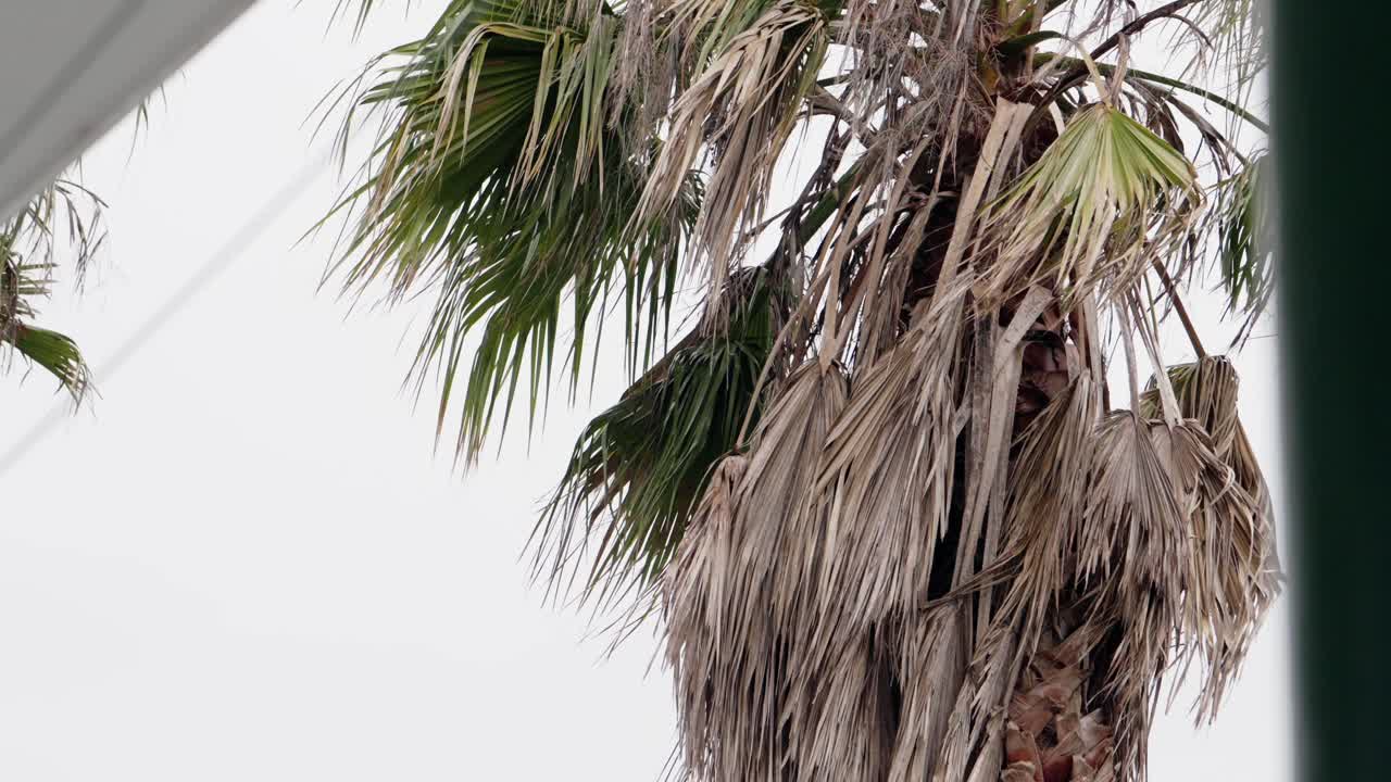 Close up of a palm tree with dry fronds against a clear sky
