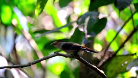 在泰國的凱恩格克拉<unk>國家公園 (kaeng krachan national park) 發現的銀胸大 (serilophus lunatus)