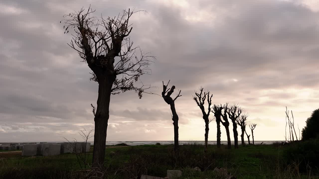 Naked tree branches silhouette against the dynamic motion of moving clouds, creating an artsy and moody concept. Time-lapse of sea coastal area trees.