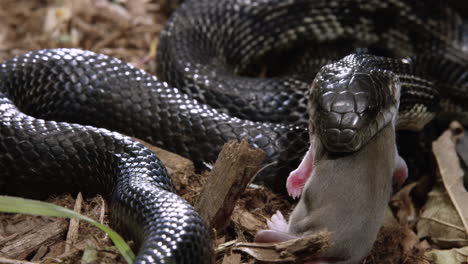 serpiente de rata negra comiendo su presa en el suelo del bosque - cerrar