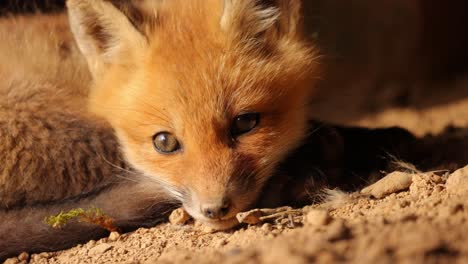 Nahaufnahme-Eines-Amerikanischen-Rotfuchsjungen,-Der-Zusammengerollt-Auf-Dem-Boden-Liegt,-Während-Ein-Anderer-Fuchs-Vor-Ihm-Vorbeigeht