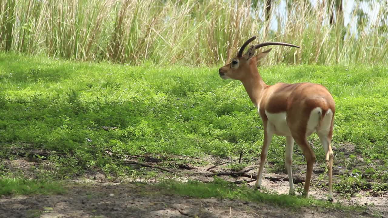 Close-up View on Chinkara Gazelle With Reddish-Buff Glossy Fur, Wildlife Reserve