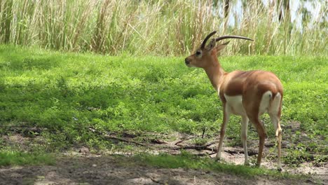 close-up view on chinkara gazelle with reddish-buff glossy fur, wildlife reserve