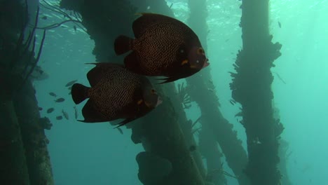 french angelfish and pier