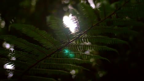 Silhouetted-Fern-Leaves