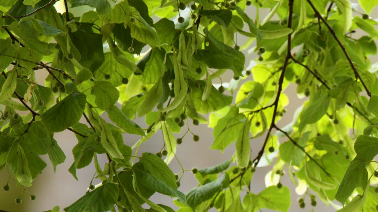 Small-leaved lime tree branches sway gently in bright daylight, dappled sunlight highlighting green foliage