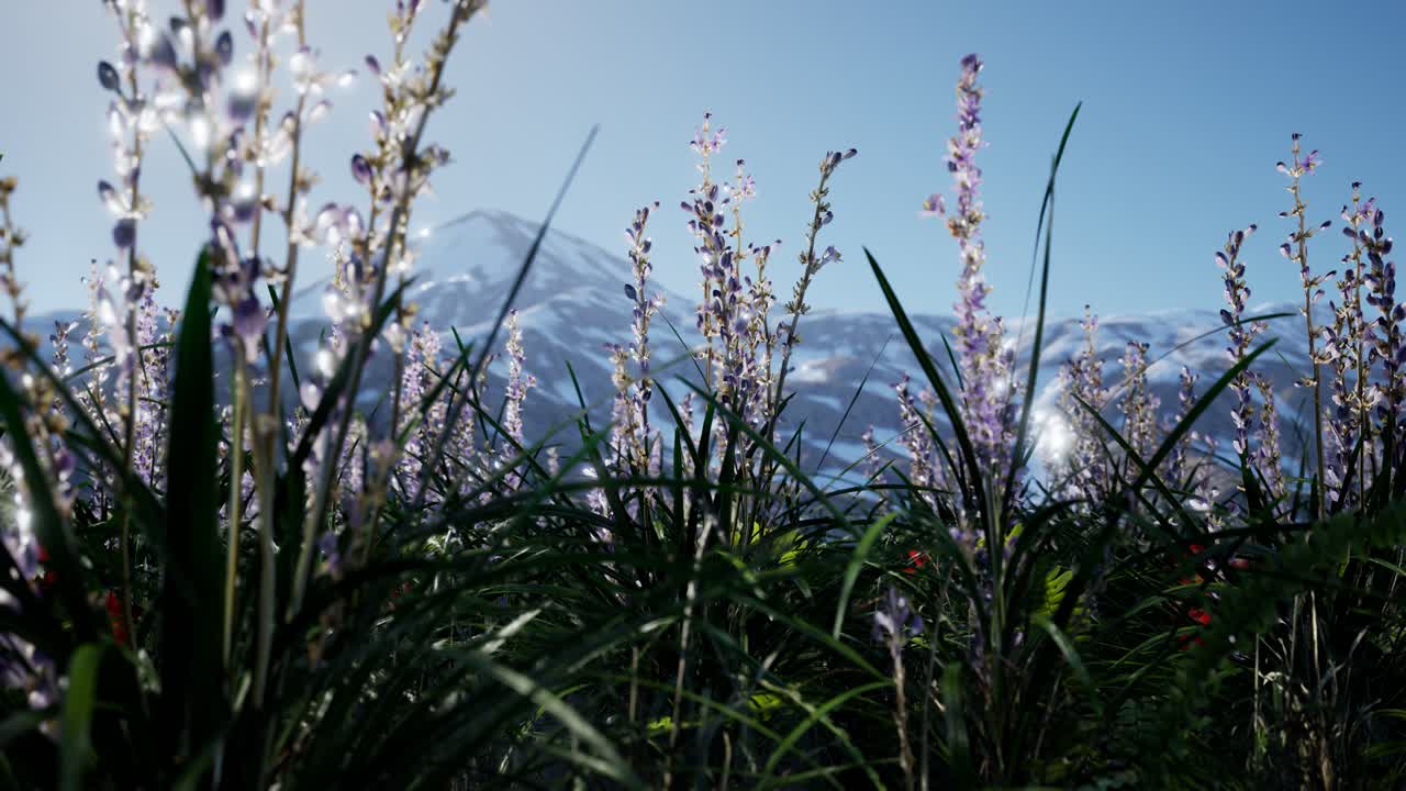 лавандовое поле с голубым небом и горным покровом со снегом