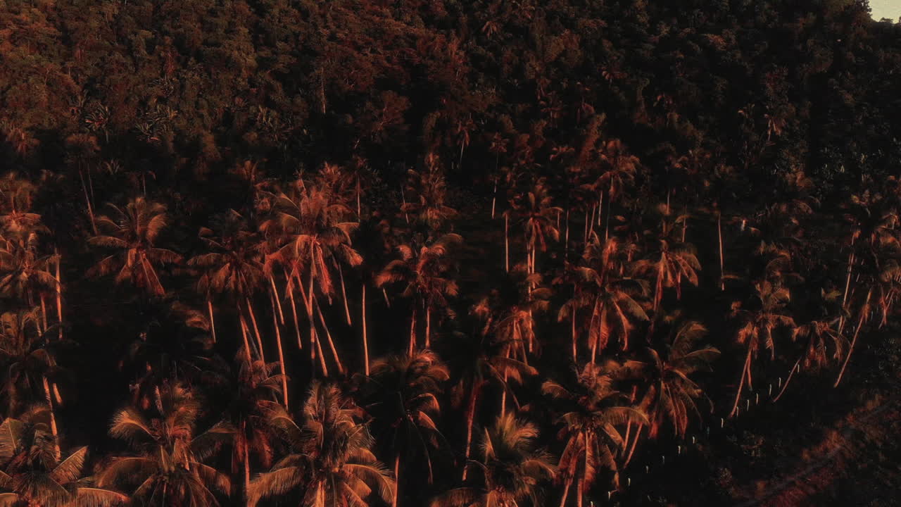 Palm Tree Forest at Sunset