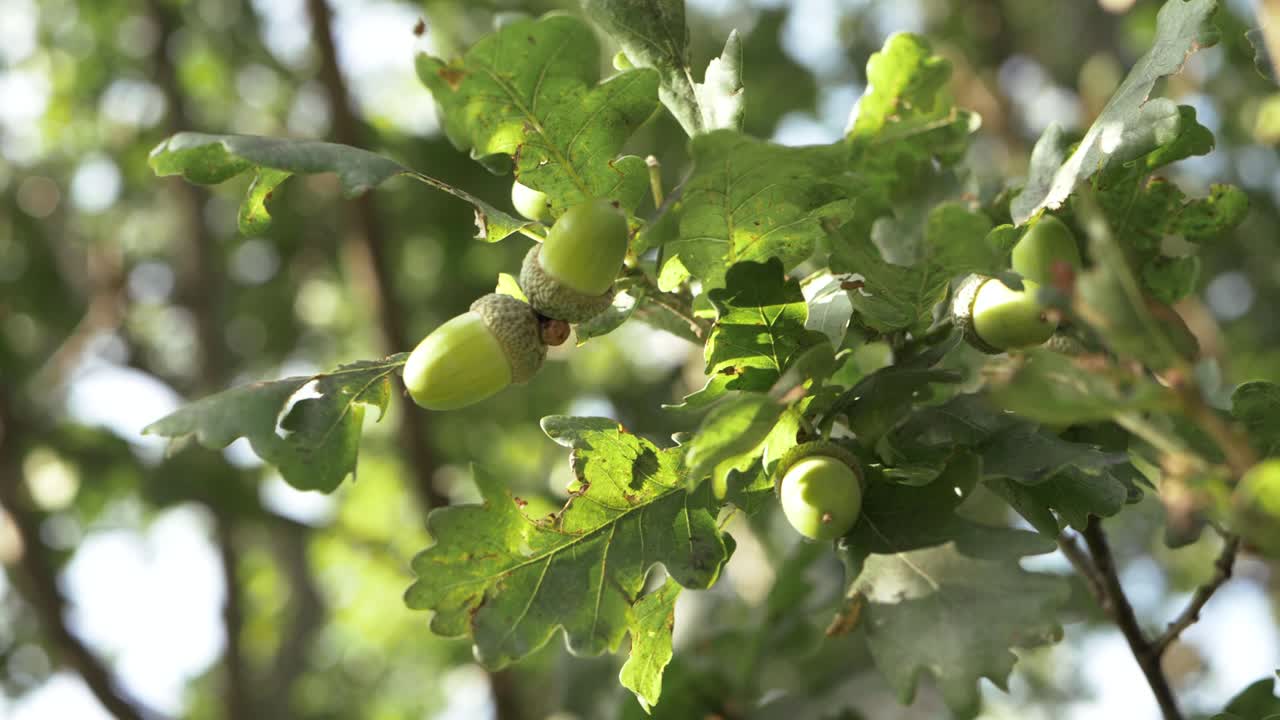 bellotas que crecen en la rama de un árbol tiro medio