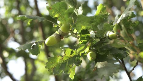 Bellotas-Que-Crecen-En-La-Rama-De-Un-árbol-Tiro-Medio