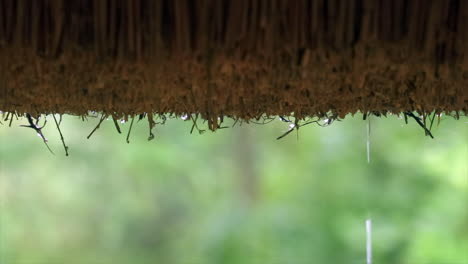 rain dripping from thatched roof, green background, medium shot from inside house