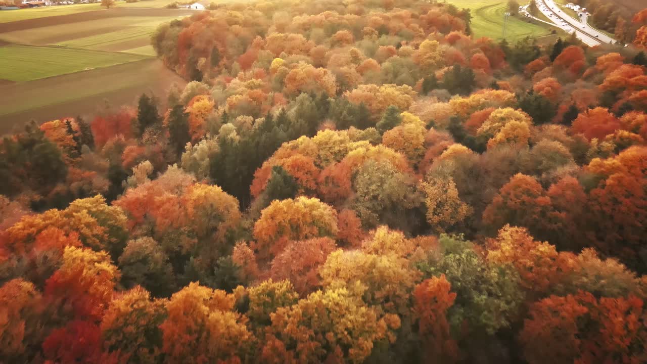 Camera glides forward across a glowing tapestry of orange trees at sunset, revealing sun-drenched foliage and soft mist above rural fields